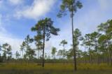 Apalachicola National Forest Wet Flatwoods